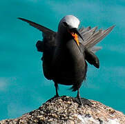 Lesser Noddy