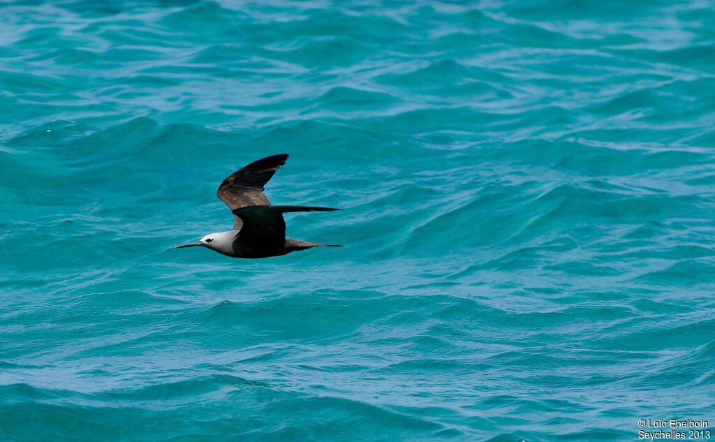 Lesser Noddy