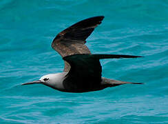 Lesser Noddy