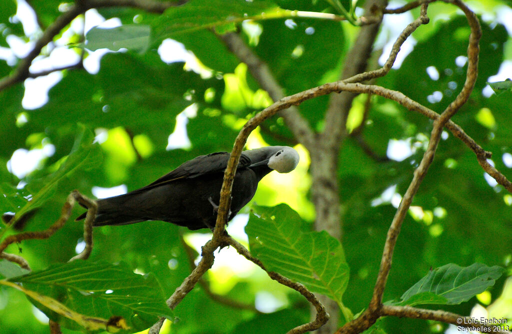 Lesser Noddy