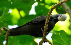 Lesser Noddy