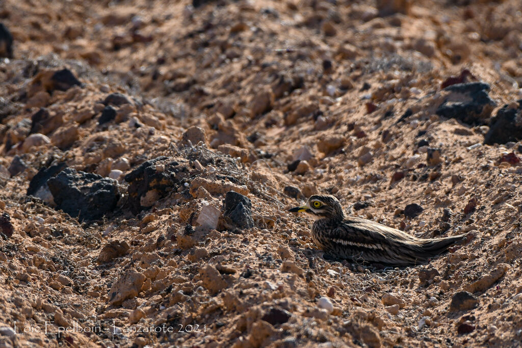 Eurasian Stone-curlew