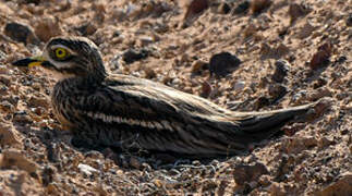 Eurasian Stone-curlew