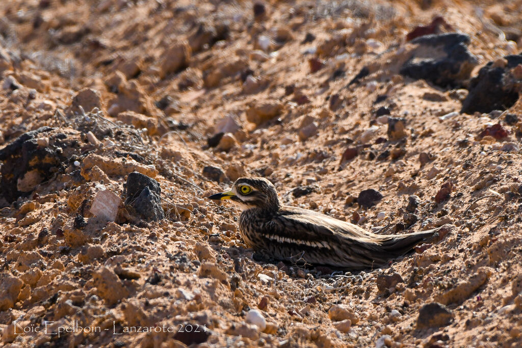 Eurasian Stone-curlew