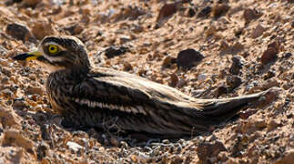 Eurasian Stone-curlew