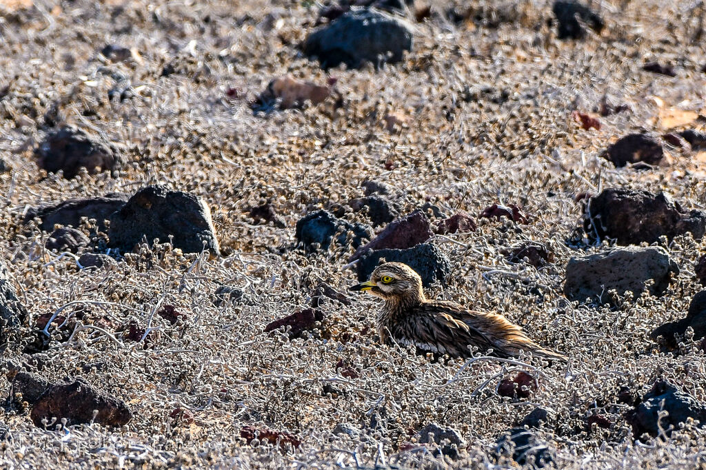 Eurasian Stone-curlew