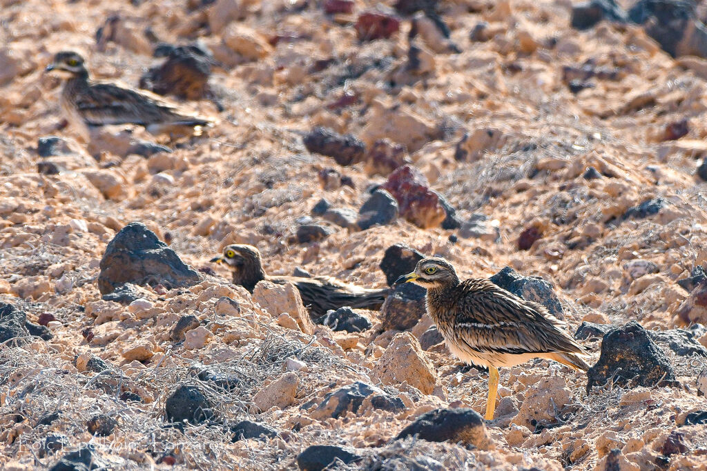 Eurasian Stone-curlew