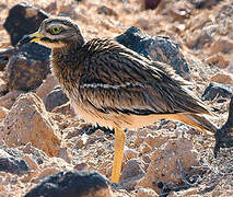 Eurasian Stone-curlew