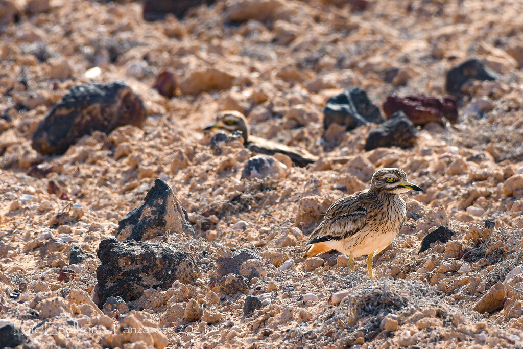 Eurasian Stone-curlew