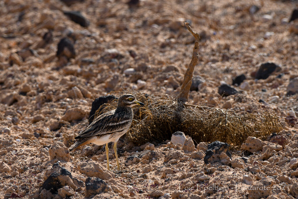 Eurasian Stone-curlew