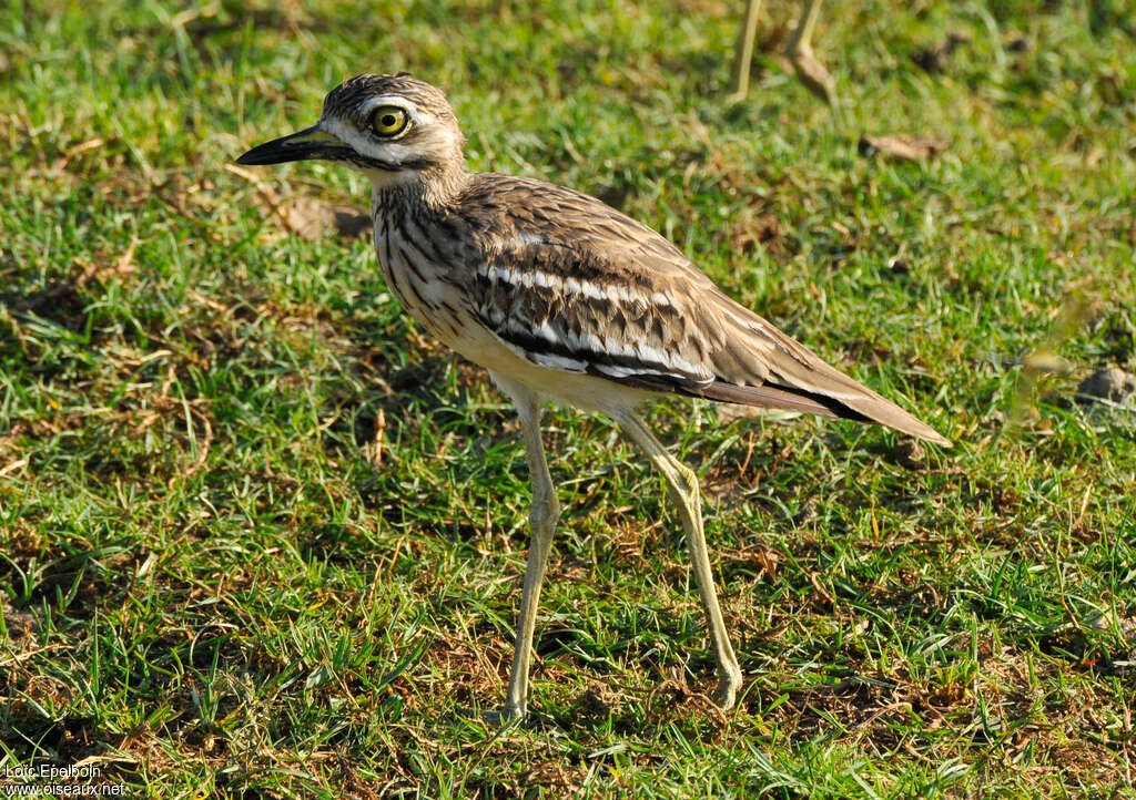 Indian Stone-curlewadult