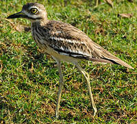 Indian Stone-curlew