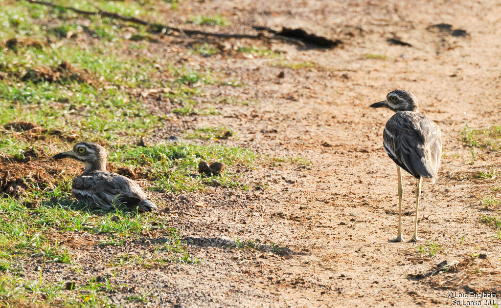 Indian Stone-curlew