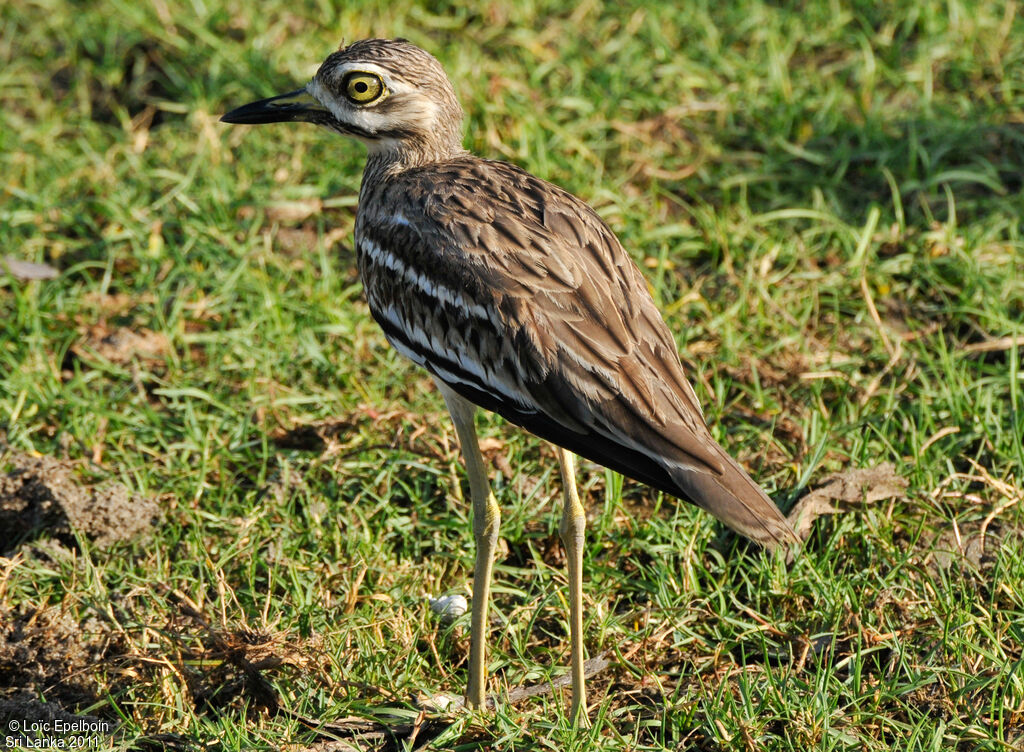 Indian Stone-curlew