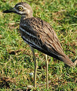 Indian Stone-curlew