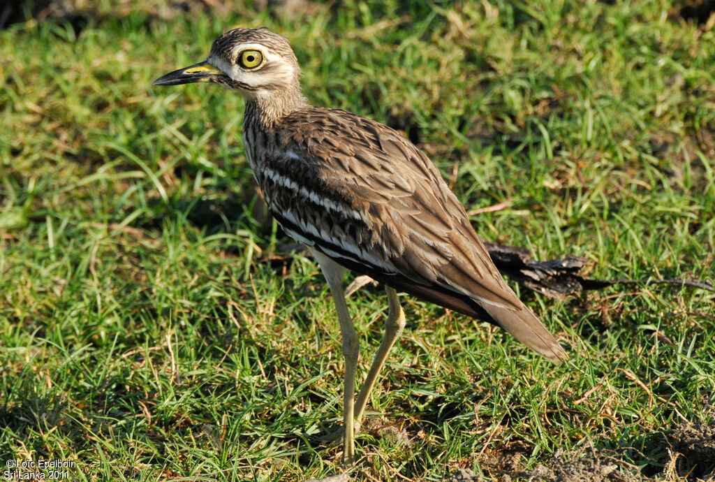 Indian Stone-curlew
