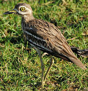 Indian Stone-curlew