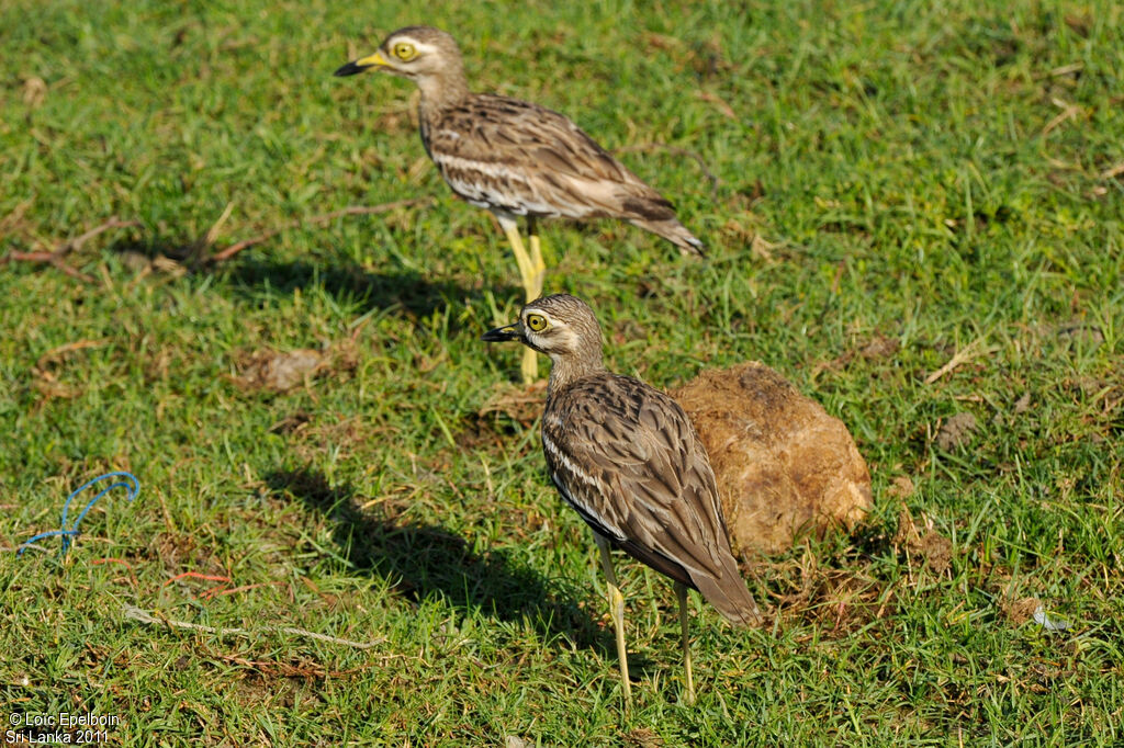 Indian Stone-curlew