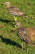 Indian Stone-curlew