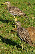 Indian Stone-curlew