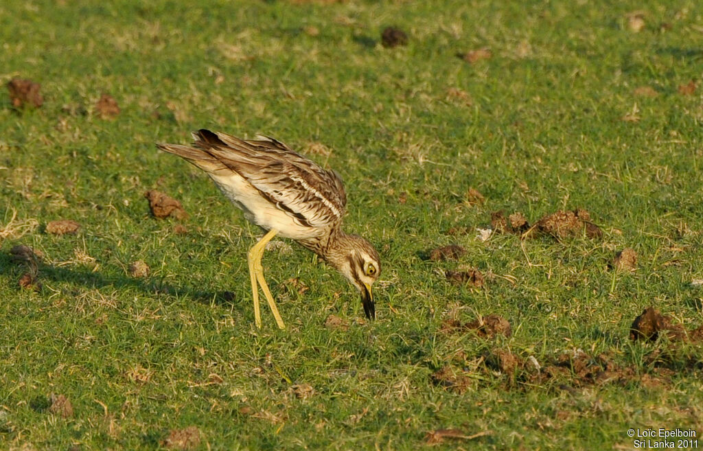 Indian Stone-curlew