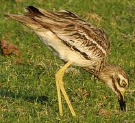 Indian Stone-curlew