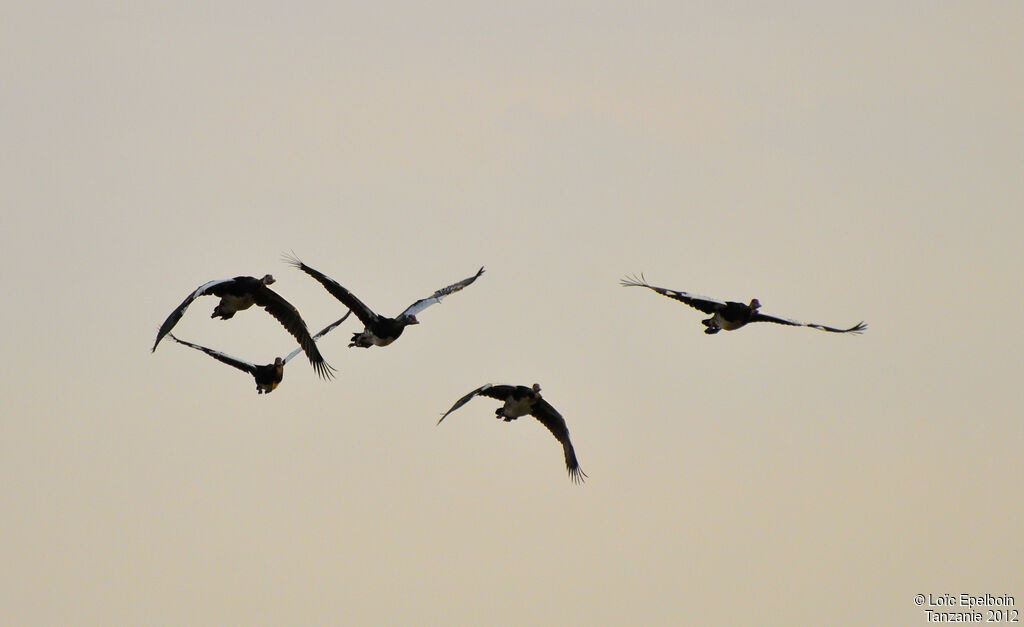 Spur-winged Goose