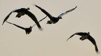 Spur-winged Goose