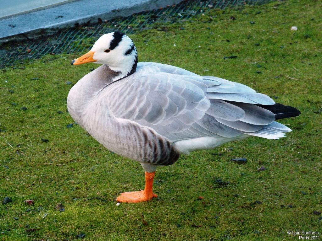 Bar-headed Goose