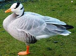 Bar-headed Goose