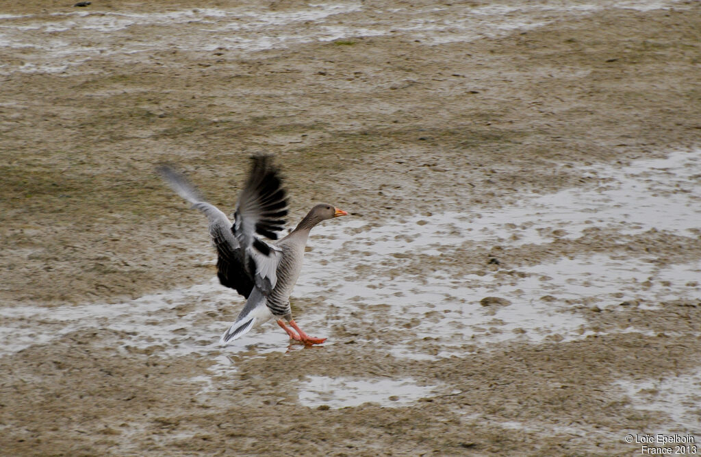 Greylag Goose