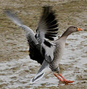 Greylag Goose