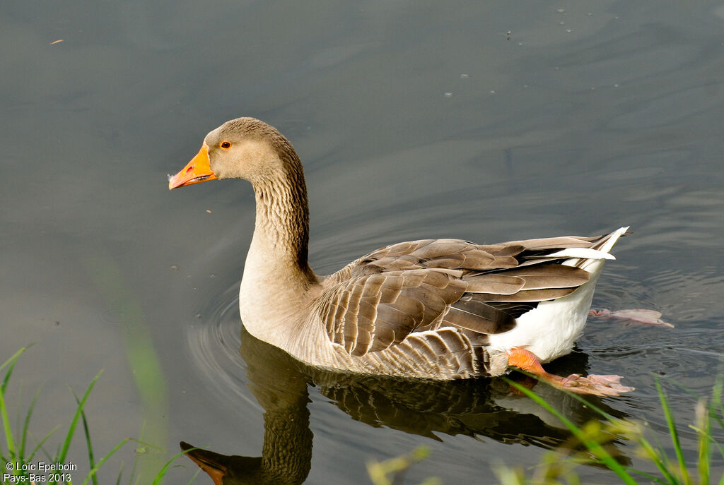 Greylag Goose