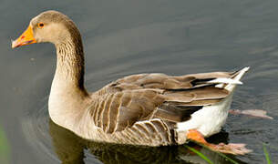 Greylag Goose