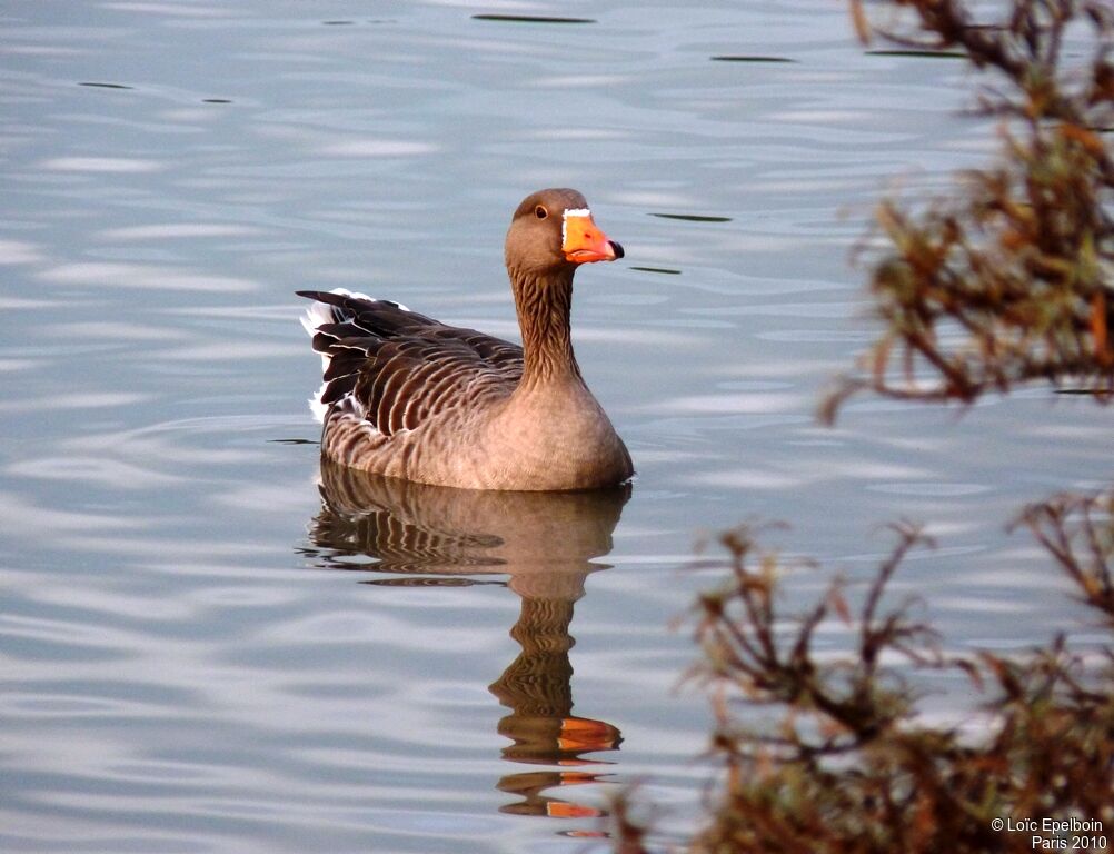 Greylag Goose