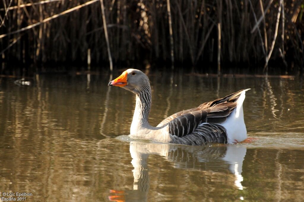 Greylag Goose