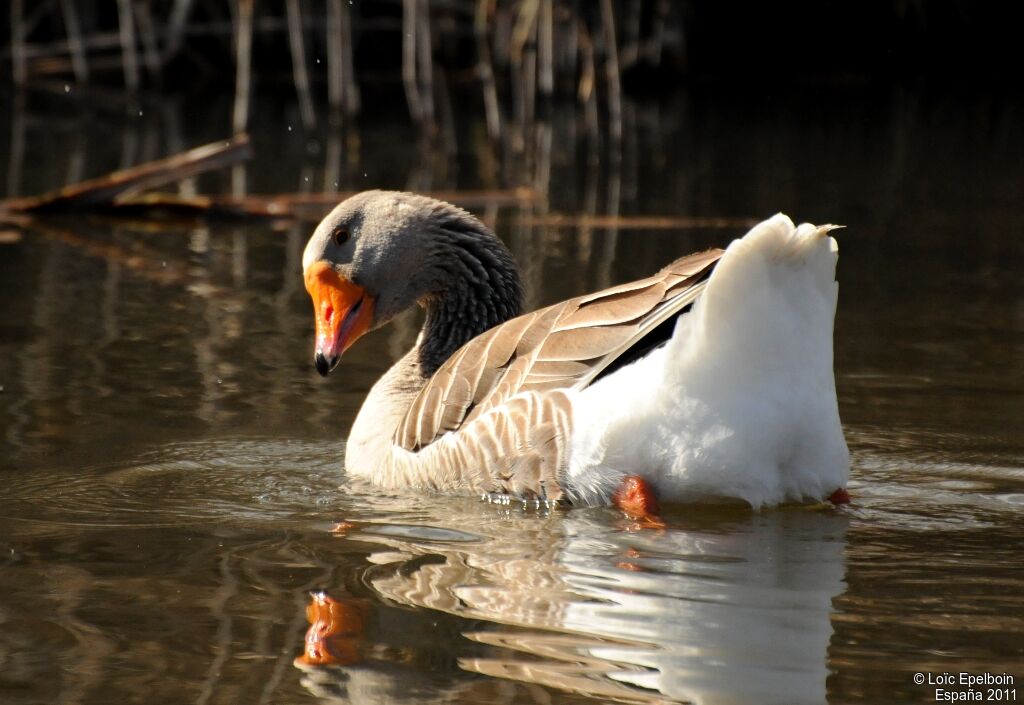 Greylag Goose