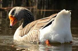 Greylag Goose