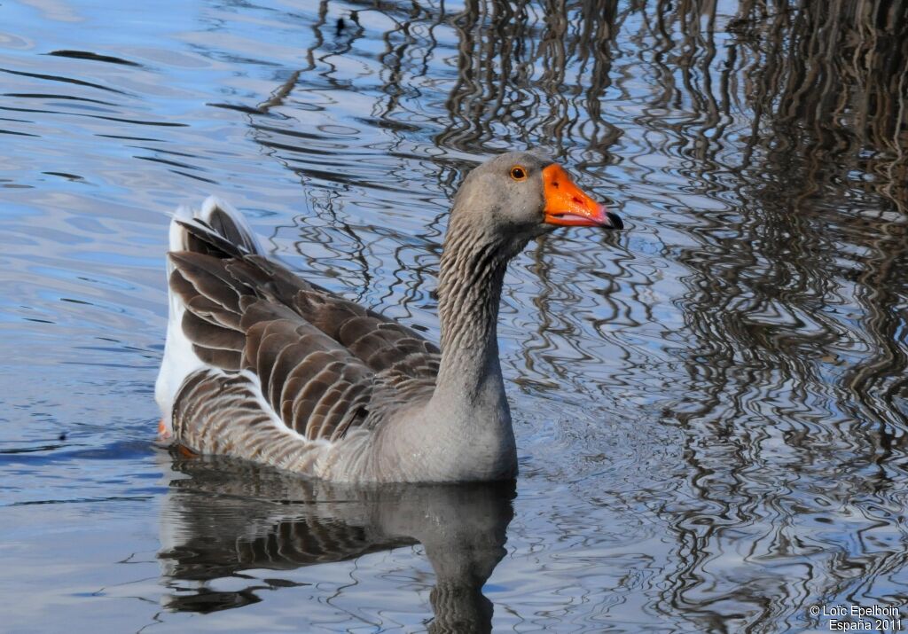 Greylag Goose