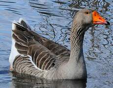 Greylag Goose