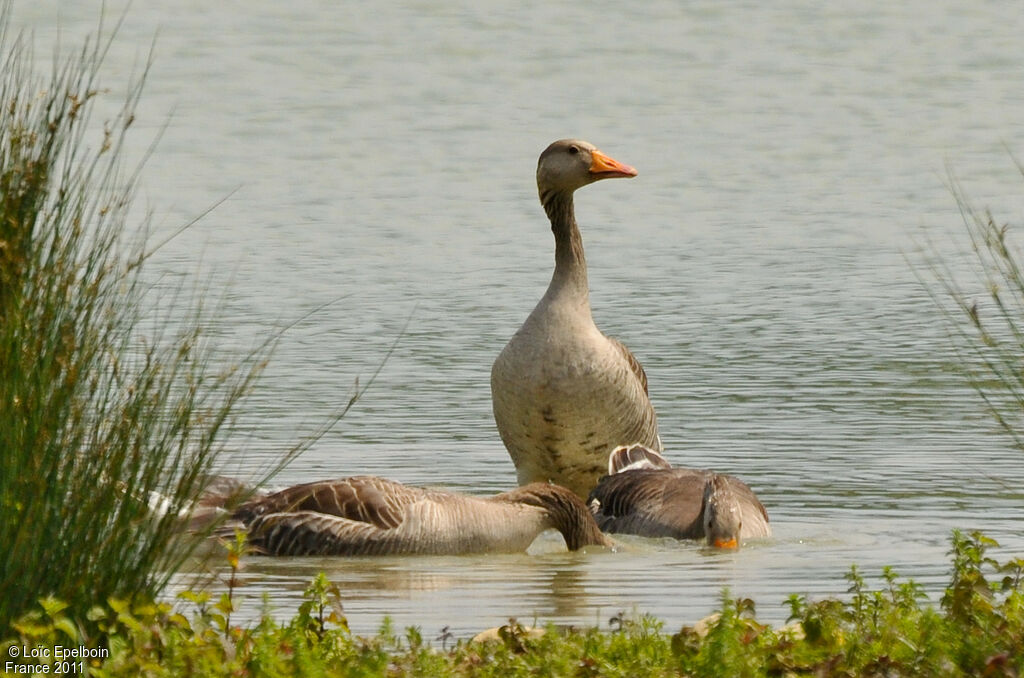 Greylag Goose