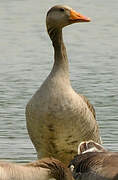 Greylag Goose