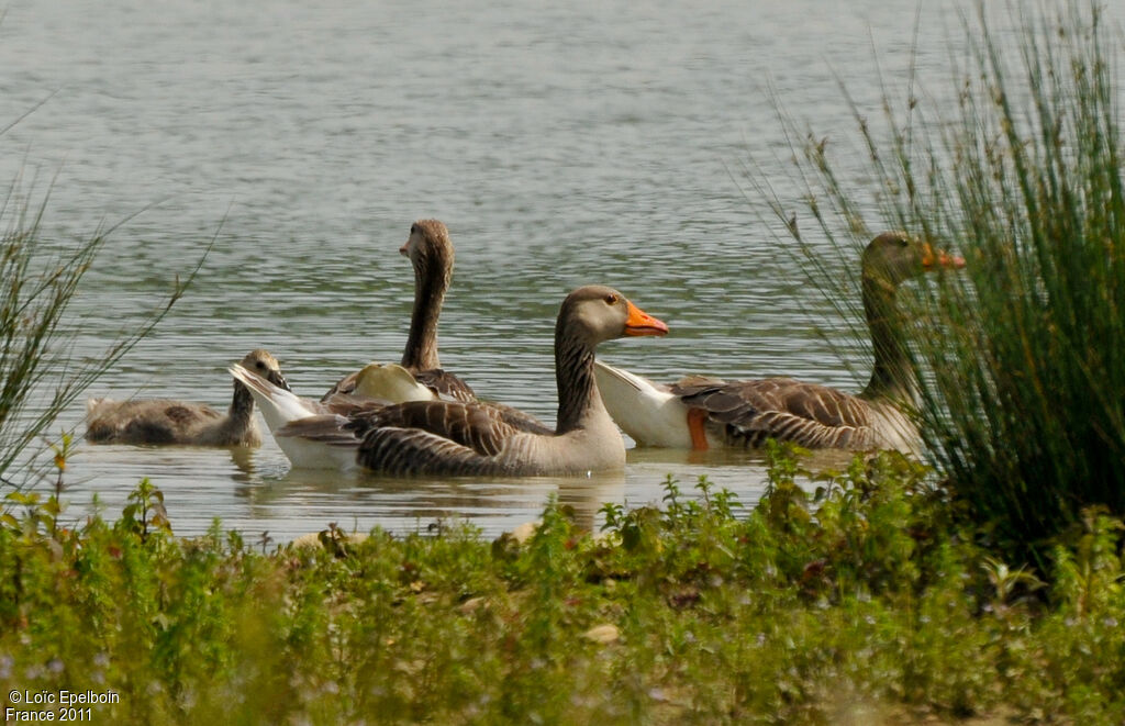 Greylag Goose