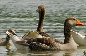 Greylag Goose