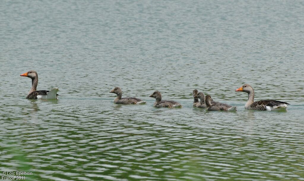 Greylag Goose