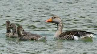 Greylag Goose