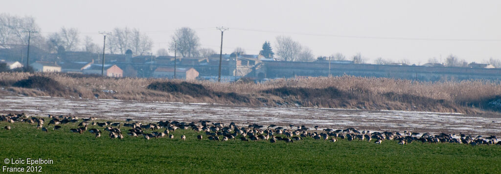 Greylag Goose