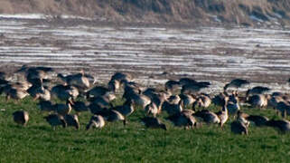 Greylag Goose