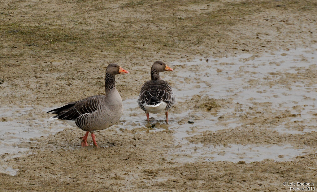 Greylag Goose