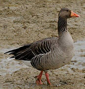 Greylag Goose